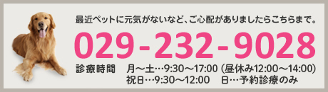 最近ペットに元気がないなど、ご心配がありましたらこちらまで。029-232-9028