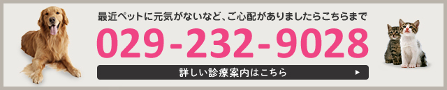 最近ペットに元気がないなど、ご心配がありましたらこちらまで。029-232-9028